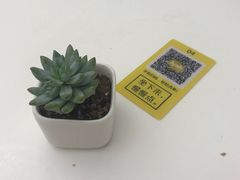 -艾薯夫妇Aysh(福田星河COCOPark店)