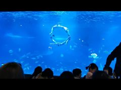 -烟台海昌鲸鲨海洋公园