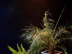 -Willing·Coffee&Brunch&Dinner(万达店)