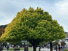 -Patagonia Chocolates(皇后镇店)