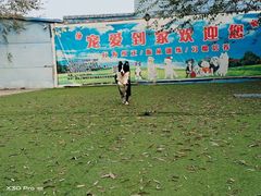 -宠物寄养训练学校