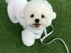 -萌宠之家·腊肠犬·马尔泰·小体犬舍