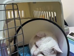-艾贝尔宠物医院·24H转诊中心·肿瘤猫专科(江宁双龙店)