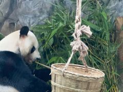 -深圳野生动物园