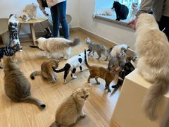 -有喵·猫咖·狗咖·30几只猫10只小狗(岗厦店)