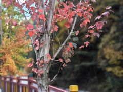 -金鼎雪山牦牛杂火锅(理县总店)