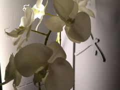 -Dragonfly悠庭·按摩Spa(静安嘉里中心店)