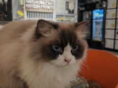 -平行世界·猫咖(首经贸店)