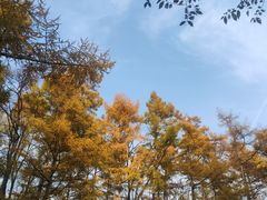 -黑龙江省森林植物园
