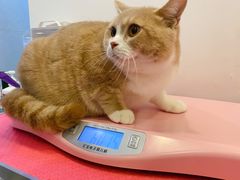 -70cat德文卷毛猫·缅因猫纯种猫舍