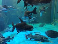 -多彩贵州城极地海洋世界