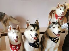 -Husky Go! 哈士奇体验馆·宠物咖啡厅狗咖