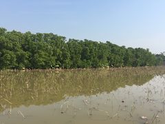 -大湾区中央湿地公园