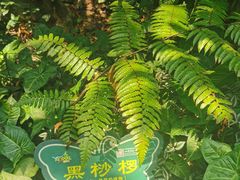 -呀诺达热带雨林