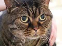 -momokira米努特·德文卷毛猫·棉花面纱犬
