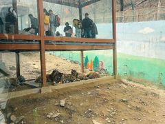 -栾川竹海野生动物园