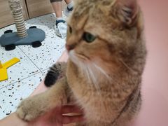 -Umiao与猫咖啡 猫咖