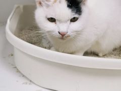 -太原东方动物医院(小店分院)