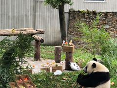 -卧龙中华大熊猫苑神树坪基地