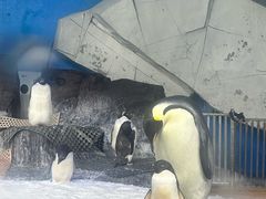 -海合安武汉极地海洋公园