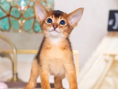 -小猫来了·猫舍(红山六九七九店)