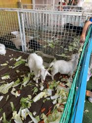 -小蜜蜂农场(凯德七宝购物广场店)