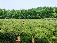 -中国茶叶博物馆(双峰馆区)