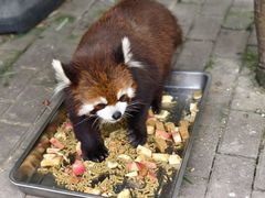 -常州淹城野生动物世界