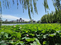 -莲花池公园