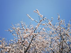-将府公园
