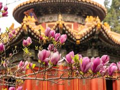 -故宫博物院(故宫)
