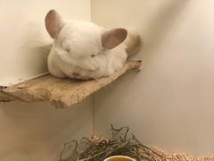 -龙猫仔乐园(惠福东路店)