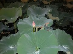 -洛阳市隋唐城遗址植物园