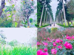 -香蜜公园