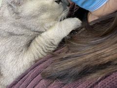 -萌兽医馆·犬猫专科·眼科中心·宠物医院(朝阳门分院)