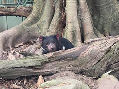 -费瑟代尔野生动物园