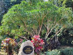 -中国科学院西双版纳热带植物园
