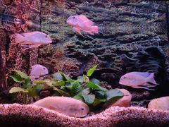 -上海海洋水族馆