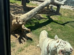-西霞口神雕山野生动物世界