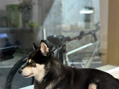 -是阿柴呀！柴犬咖啡·爱喵喵猫咖