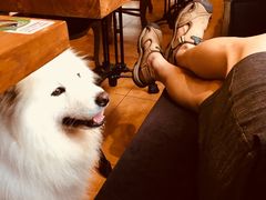 -more than meow吴止猫主题餐厅(承德 中船汇店)