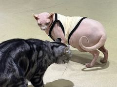 -藏猫猫咖啡主题馆(中央大道店)