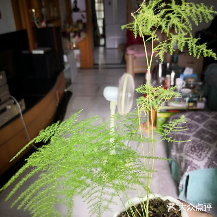 我家阳台的花🌸