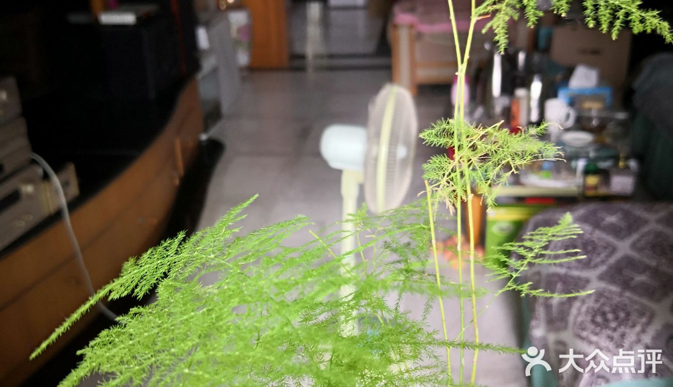 我家阳台的花🌸