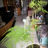 我家阳台的花🌸