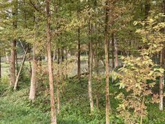 -桤木河湿地公园