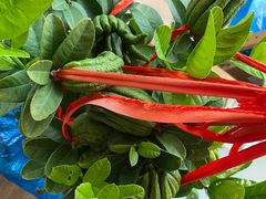 -龙大花卉苗木市场