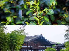 -大唐贡茶院