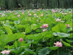 -陈家山荷花公园