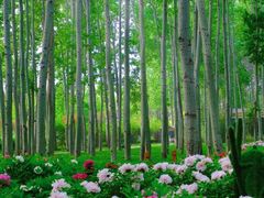 -洛阳白云山景区